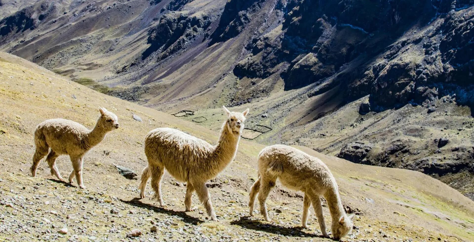 Trek de Lares - Una Inmersión Intima en los Andes Trek de Lares - Una Inmersión Intima en los Andes