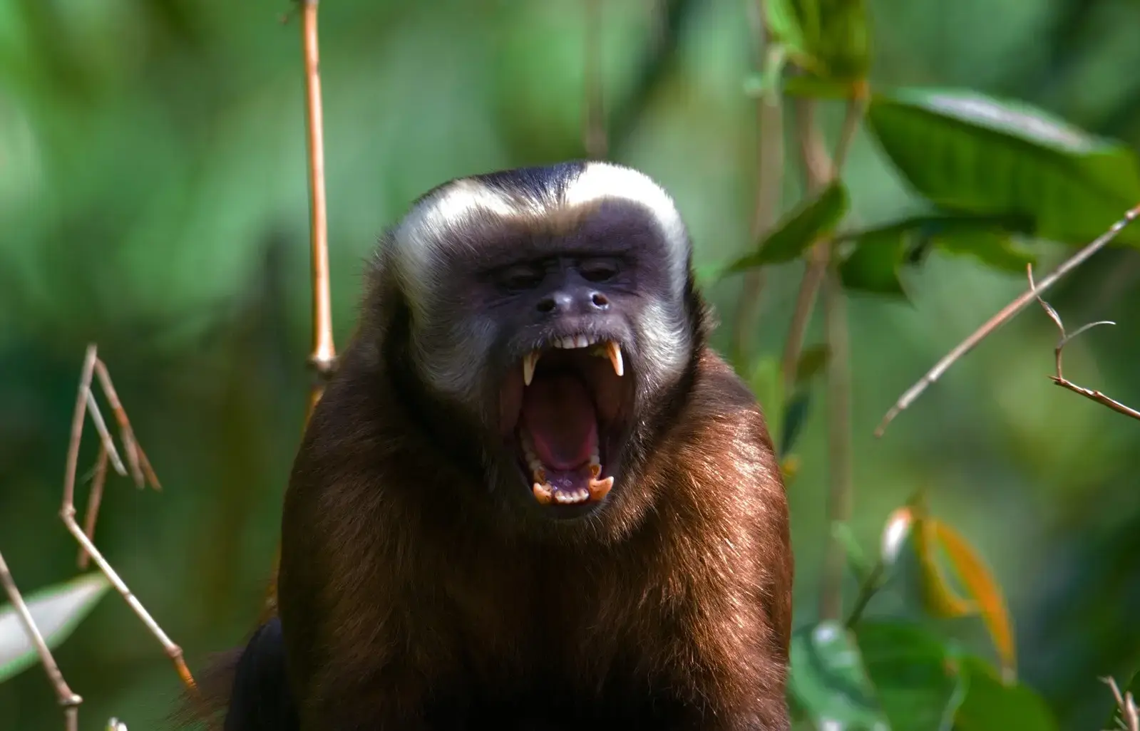 From the Andes to Amazon Adventure: Peru Immersion Adventure From the Andes to Amazon Adventure: Peru Immersion Adventure