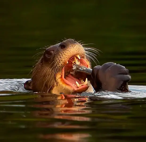 Vida salvaje Manu.webp