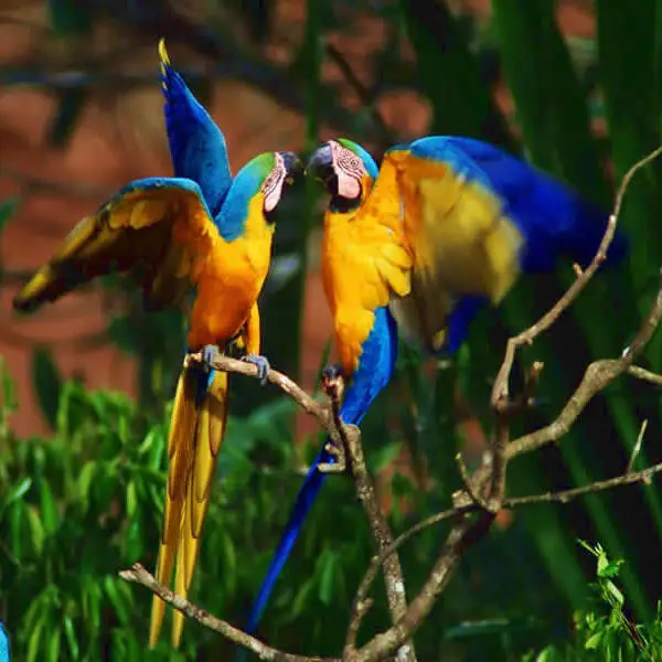 Guacamayo azul.webp