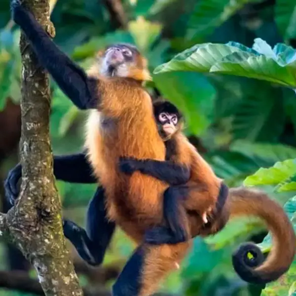 Manu reserva ecologica.webp